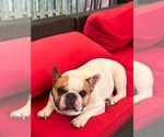Small #5 French Bulldog