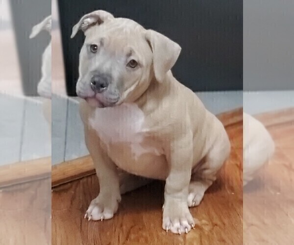 Full screen Photo #1 American Bully Puppy For Sale in BRONX, NY, USA