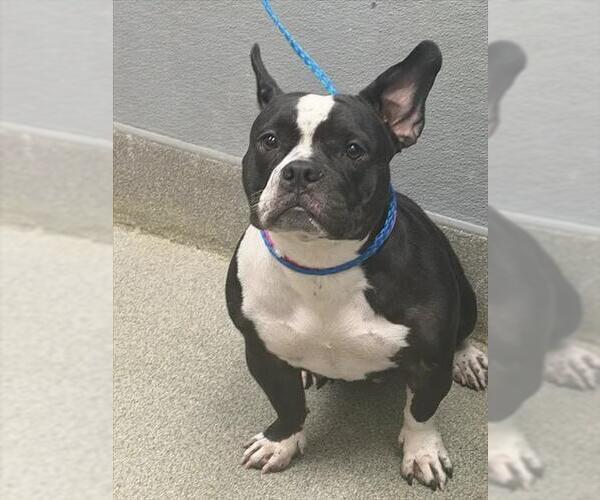 Medium Photo #1 French Bulldog-Unknown Mix Puppy For Sale in Las Vegas, NV, USA
