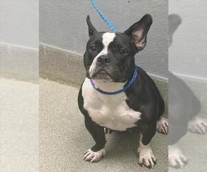 French Bulldog-Unknown Mix Dogs for adoption in Las Vegas, NV, USA