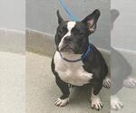 *MOUSSE AU CHOCOLAT - Female French Bulldog-Unknown Mix Dog for Adoption - Small photo