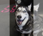 Small #2 Siberian Husky Mix