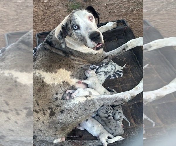 Medium Photo #1 Great Dane Puppy For Sale in ODESSA, TX, USA