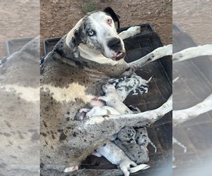 Great Dane Puppy for sale in ODESSA, TX, USA