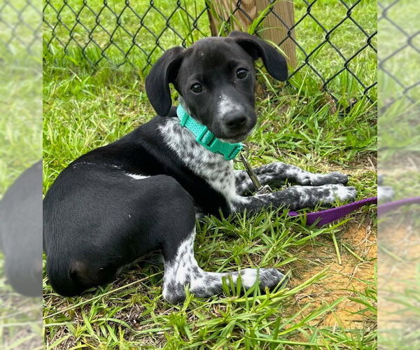 Medium Photo #3 Mutt Puppy For Sale in Tarrytown, GA, USA