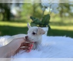 Small Photo #1 Chihuahua Puppy For Sale in HOUSTON, TX, USA