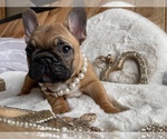Small Photo #3 French Bulldog Puppy For Sale in POLSON, MT, USA