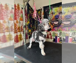 Poodle (Toy) Puppy for sale in COLUMBIA, SC, USA