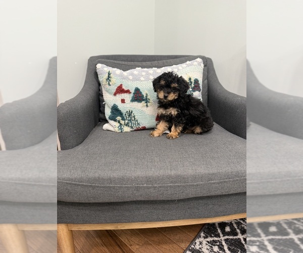 Medium Photo #11 Poodle (Miniature) Puppy For Sale in CENTRALIA, IL, USA