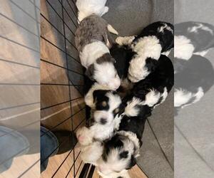 Bernedoodle (Miniature) Puppy for sale in MOUNTVILLE, PA, USA