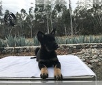 Small Photo #4 German Shepherd Dog Puppy For Sale in VACAVILLE, CA, USA