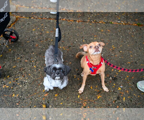 Medium Photo #3 Chihuahua-Unknown Mix Puppy For Sale in Mundelein, IL, USA