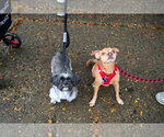 Small Photo #3 Chihuahua-Unknown Mix Puppy For Sale in Mundelein, IL, USA