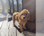 Small #34 Goldendoodle