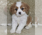 Small Photo #2 Cavalier King Charles Spaniel Puppy For Sale in SAINT MARYS, KS, USA