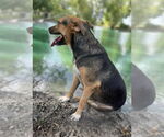 Small #2 Beagle-Collie Mix