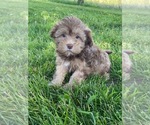 Small Photo #5 Lhasa-Poo Puppy For Sale in CANOGA, NY, USA