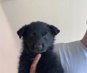German Shepherd Dog Puppy for sale in GEORGE WEST, TX, USA