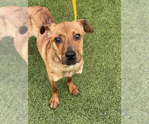 - Mix Dogs for adoption in Fayetteville, NC, USA