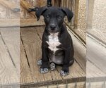 Small Photo #8 American Pit Bull Terrier-Black Mouth Cur Mix Puppy For Sale in Bolivar, MO, USA
