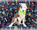 Small #3 Miniature Australian Shepherd