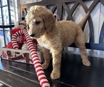 Small Photo #5 Goldendoodle Puppy For Sale in DAWSONVILLE, GA, USA