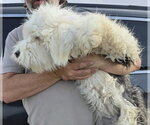 Small #1 Mutt