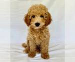 Puppy Black collar Goldendoodle (Miniature)