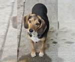Small Beagle Mix