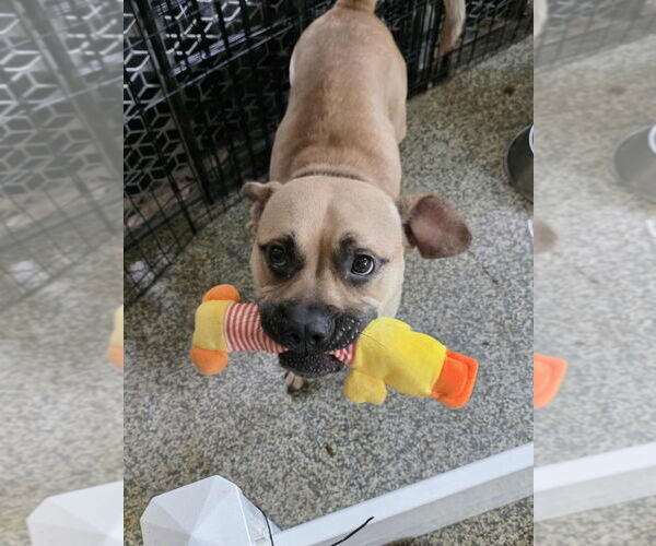 Medium Photo #3 American French Bull Terrier Puppy For Sale in Raleigh, NC, USA