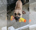 Small #2 American French Bull Terrier