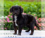 Small #3 Cavapoo