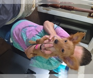 Chihuahua Puppy for sale in LIVINGSTON, SC, USA