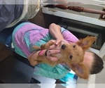 Small Chihuahua