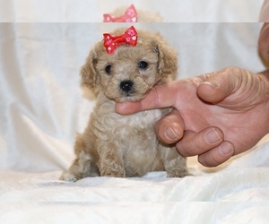 Poodle (Toy) Puppy for sale in DYERSBURG, TN, USA