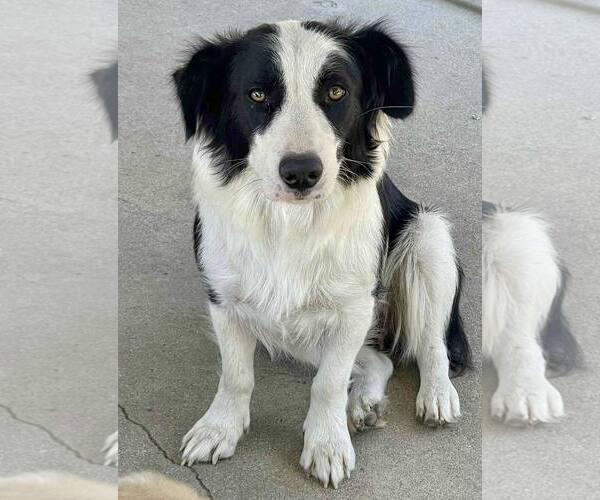 Medium Photo #3 Border Collie Puppy For Sale in Paso Robles, CA, USA