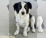 Small #2 Border Collie