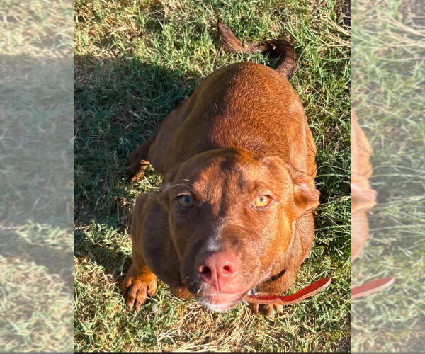 Medium Photo #1 Mutt Puppy For Sale in Claremore, OK, USA