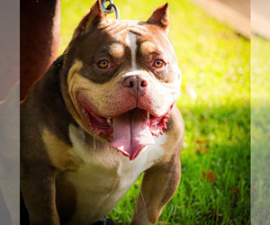 Father of the American Bully puppies born on 05/02/2025
