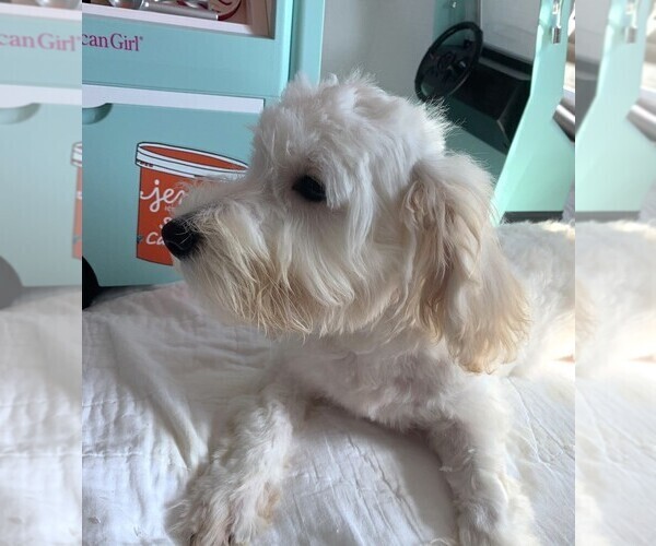 Medium Photo #3 Chonzer Puppy For Sale in MORENO VALLEY, CA, USA