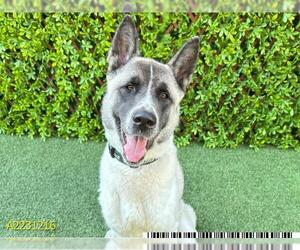 Akita Dogs for adoption in West Palm Beach, FL, USA