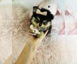 Small #8 Pomeranian