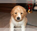 Small #2 Golden Pyrenees