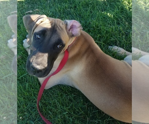 Medium Photo #4 Black Mouth Cur Puppy For Sale in AUBURN, NY, USA