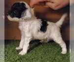 Small Photo #9 Poodle (Miniature) Puppy For Sale in FILLMORE, UT, USA