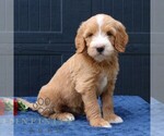 Small #4 Goldendoodle