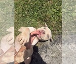 Small #4 American Bully