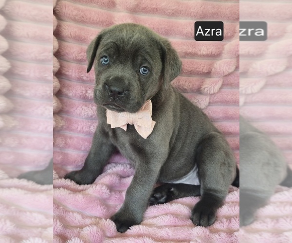 Medium Photo #7 Cane Corso Puppy For Sale in MINERAL WELLS, WV, USA