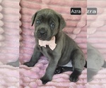 Small #6 Cane Corso