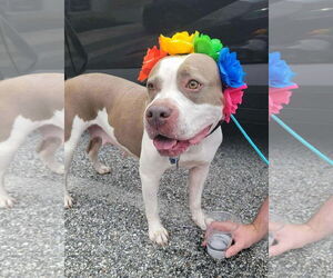 American Pit Bull Terrier Dogs for adoption in Rockville, MD, USA